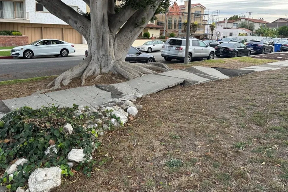 Broken, uneven sidewalk being damaged by large tree roots in Los Angeles, California.